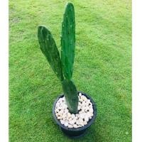 ราคา #ต้นกระบองเพชร #สายพันธุ์โอพันเทีย Opuntia cactus #ใบเสมา #แคคตัส #พันธุ์ไม้หนาม #ต้นไม้วินเทจ #ตกแต่งห้อง (4137233063)