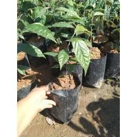 ราคา ต้นมะหลอดหรือหมากหลอดในถุงดำพร้อมปลูก (5577303004)