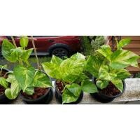 ราคา พูลด่าง Golden สีสด ไม้ฟอกอากาศ กระถาง 5-6 นิ้ว (11926365070)