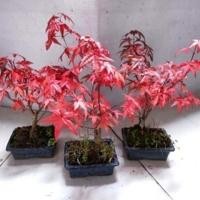 ราคา บอนไซเมเปิ้ลแดงญี่ปุ่นสี่ฤดูไม้กระถางเมเปิ้ลแดงเต้นรำสีแดงบอนไซขนาดเล็กกระถางต้นไม้พร้อมใบสีแดงจัดส่ง (27275789484)