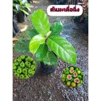 ราคา ต้นมะเดื่อฉิ่ง มะเดื่อฉิ่ง (48552869112)