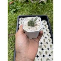 ราคา แคคตัสหูกระต่ายขาวจัดส่งทั้งกระถาง (11113643063)