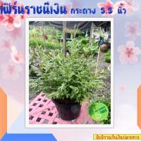 ราคา เฟิร์นด่าง เฟิร์นราชินีเงิน ต้นเฟิร์นราชินีเงิน ต้นไม้ฟอกอากาศ ต้นไม้ เฟิร์น เฟิร์นฟอกอากาศ ไม้มงคล ต้นไม้จิ๋ว ไม้ประดับ (13512852426)