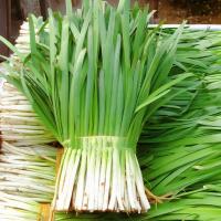 ราคา เมล็ดกุยช่าย เมล็ดกุยช่ายขาว (26361813169)