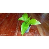 ราคา หาบเงิน หาบทอง กระถาง4นิ้ว (12136959175)