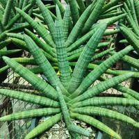 ราคา ต้นงาช้างแคระบอลเซล (Sansevieria boncellensis) (20482939217)