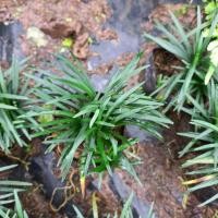 ราคา ต้นหนวดปลาดุก ต้นไม้จัดสวนถาด ปลูกแทนหญ้า ส่งแบบตุ้ม (3888785734)