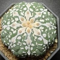 ราคา แอสโตรไฟตั้ม แอสทีเรียส 8 พูขายับๆ วีเว้า Astrophytum (25190815327)