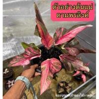 ราคา ตามพรลิงค์บอนสี บอนสีด่าง ใบหอกใบไผ่ “ถึงชื่อน้องจะตามพรลิงค์ แต่จะถือน้องวิ่งตามลิงไม่ได้นะ” (24807027873)