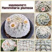 ราคา แมมมิลาเลีย ขนนกขาวดอกชมพู ขนร่ม ขนนกขาวญี่ปุ่น (23248544564)