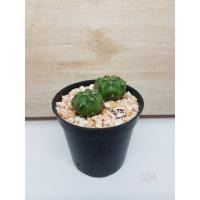 ราคา ยิมโนแดมซิไอ,ยิมโนแม่ลูกดก,แม่ลูกดกเขียว-40 บาท (6672804692)