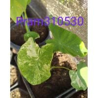ราคา Colocasia esculenta yellow splash บอนนาด่าง บอนนาญี่ปุ่นด่าง (10858041230)