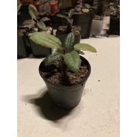 ราคา มะพร้าวทะเลทรายมะพร้าวแคะ (10149937276)