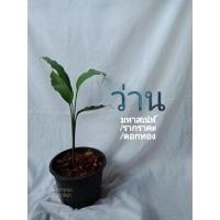 ราคา ว่านดอกทองเขมร ว่านดอกทองปราจีน ว่านดินสอฤาษีตัวเมีย ว่านมหาเสน่ห์ดอกทอง ว่านมงคล (12425848213)