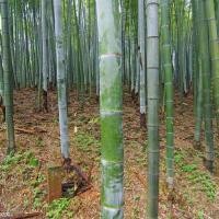 ราคา 25 Seeds ไผ่โมโซ [สายพันธุ์แท้] เมล็ดไผ่ moso bamboo Phyllostachys edulis เมล็ดพันธุ์ไผ่ เมล็ดไผ่โมโซ ไผ่ลำเดียว (53302123015)