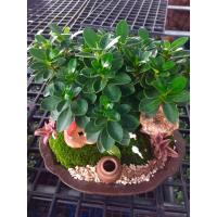 ราคา Garden Home ต้นไม้บอนไซในกระถางดินเผา 9 นิ้ว สวนเล็ก ต้นช้อนเงินช้อนทอง (3336798955)