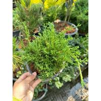 ราคา สน ซิมปากุ kishu กระถาง 6 นิ้ว พร้อมส่ง เลือกต้นได้ (23889315390)