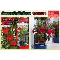 ราคา ต้นอมรเบิกฟ้าสีแดง ต้นไม้เลื้อย ดอกไม้ สีชมพู สีขาว ดอกซ้อน อรุณเบิกฟ้า กระถาง ดิน ปุ๋ย ซุ้มไม้ ป่า ต้นกล้า เมล็ดพัน (41007419601)