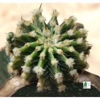 ราคา แคคตัส LB2178 แท้ Gymnocalycium mihanovichii LB2178 ‘Agua Dulce’ สีตองอ่อน (L01) (3069952920)