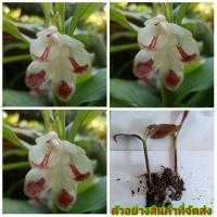 ราคา (5ต้น)(ขาย ต้นพันธุ์) ดอก ต้น ว่านเพชรกลับ ว่าน เพชรกลับ ว่านนเรศวร เพชรกลับนเรศวร นเรศวร ไม้มงคล / Golden (8778521777)