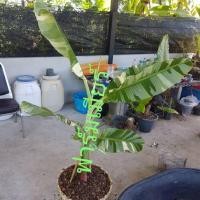 ราคา หน่อ กล้วยด่าง สายพันธุ์ฟลอริด้า สูง 60 ซม. (10815089457)