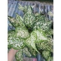 ราคา ต้นอัญมณีขาว (Anyamanikhaw) อโกลนีมา ไม้มงคล (5151663034)