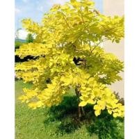 ราคา ✅✅ ต้นทองนพเก้า ไม้มงคลเสริมบารมี (10399720531)