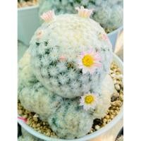 ราคา แมมขนนกขาวขนร่มดอกชมพูใหญ่(BP01)ไซส์เต็มฟอร์ม กระถาง3นิ้ว (25053123447)