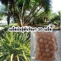 ราคา เมล็ดพันธุ์ต้นจันผา ต้นไม้มงคล ปลูกประดับบ้าน 30 เมล็ด (17640359908)