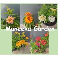 ราคา ต้นผกากรอง กระถาง 5.5" (10014657177)