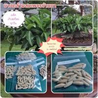 ราคา 35เมล็ดชวนชมยักษ์บางคล้าผสมเพชรบ้านนายักษ์ไทยโซโคทรานั่ม (17774577480)