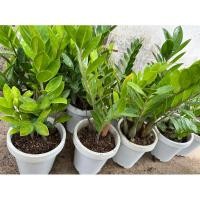 ราคา กวักมรกต กระถาง 6x6 ส่งพร้อมกระถาง (24625582551)