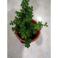 ราคา ต้น คลาสซูล่า♥️♥️ (8871258291)