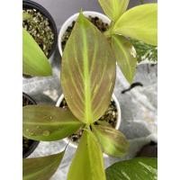 ราคา กล้วยแดงอินโด, แดงอินโด (14855661581)