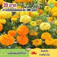 ราคา ดอกดาวเรืองคละสี ส้ม เหลือง 300เมล็ด (18071695230)