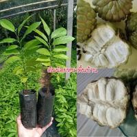 ราคา (ชุด 4 ต้น 80.-)ต้นน้อยหน้าพันธุ์พื้นบ้าน ปลูกง่ายขายคล่อง รสชาติหวานอร่อย ปลูกได้ทุกพื้นที่ (42625130117)