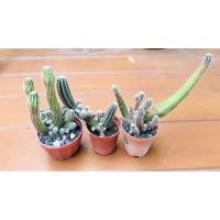 ราคา กระบองเพชรปราสาทนางฟ้า(คอนโดนางฟ้า) (2960749772)