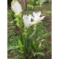 ราคา ต้นพันธุ์กระเจียวขาวดอกใหญ่ (11116945179)