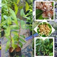 ราคา ต้นจันทน์กะพ้อ สูง 30-50 ซ.ม. (4589615955)