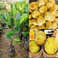 ราคา ต้นขนุนทองมาเลย์ #สายพันธุ์เตี้ย ต้นพันธุ์ทาบกิ่ง สูง 60-70 cm. รากเดินดี ปลูก1-2 ปีได้รับประทาน (29082109499)