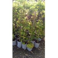 ราคา ต้นมะขามเทศ มะขามเทศ ต้นมะขามเทศเกษตรสีเขียว (5616052731)