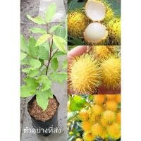 ราคา (รับ1ต้น)(เพาะเมล็ด) #เงาะสีทอง สายน้ำผึ้ง พันธุ์แท้100%แฮปปี้ (20431845415)