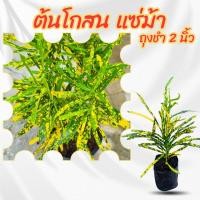 ราคา ต้นโกสน แซ่ม้า ถุงชำ 2 นิ้ว (22655128629)