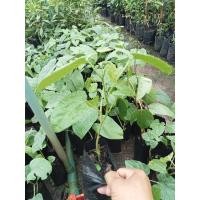 ราคา ต้นผักสาบ(ผักอีนูน)แบบชำ( ชุด 3 ต้น 89 บ) (26935293233)