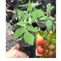 ราคา ต้นมะเขือเทศสีดา/ลูกท้อ (5442975755)