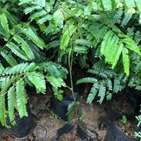 ราคา ต้นสะตอ สะตอแบบติดตา 1 ต้น สูง 30-40 เซนติเมตร (6535268674)