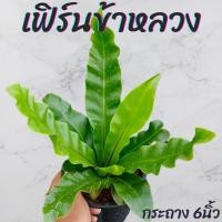 ราคา ต้นเฟิร์นข้าหลวง กระถาง 6นิ้ว (19494811130)