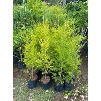 ราคา ต้นหลิวทอง หลิวสีทอง ไม้พุ่ม ประดับบ้าน (40450155732)