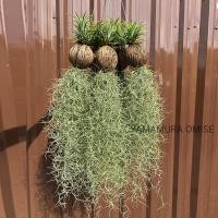 ราคา โมบายเคราฤาษีพร้อมแขวน โมบายเคราใส่ลูกตีนเป็ด สำหรับตกแต่งสวน เคราฤาษี มอสสเปน (16795561234)