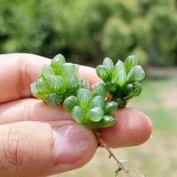 ราคา ฮาโวเทีย หยดน้ำ จัดส่งแบบล้างราก (6853858105)